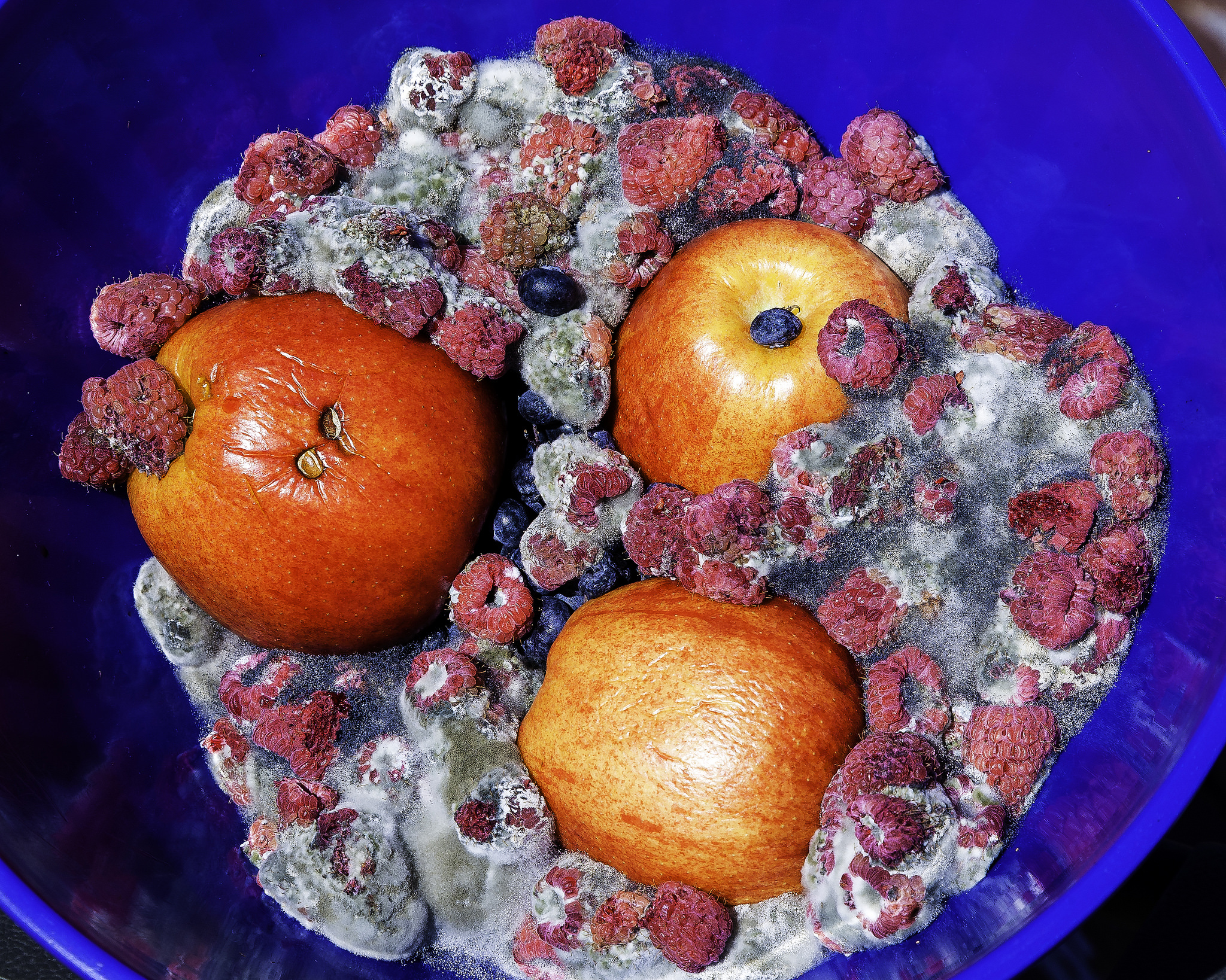 Food Waste. Fruit rotting in the bowl.
